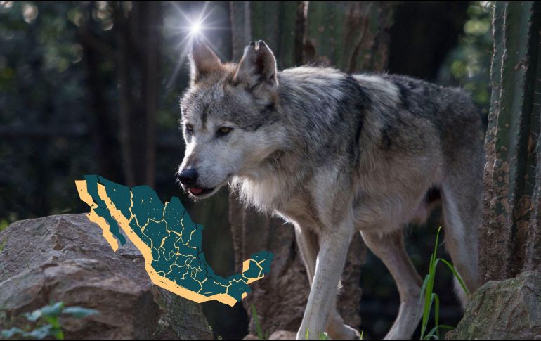 Semarnat llevará a cabo trabajos con las comunidades rurales para promover la coexistencia de los lobos mexicanos con las personas y sus actividades. ESPECIAL / Semarnat