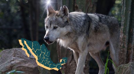 Semarnat llevará a cabo trabajos con las comunidades rurales para promover la coexistencia de los lobos mexicanos con las personas y sus actividades. ESPECIAL / Semarnat