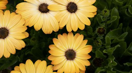 Esta costumbre es un fenómeno de la cultura pop derivado del éxito musical 