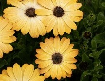 Esta costumbre es un fenómeno de la cultura pop derivado del éxito musical 