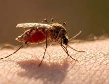 El dengue es una enfermedad viral que transmiten dos especies de mosquitos y puede provocar fiebre, erupciones cutáneas y síntomas potencialmente mortales, como hemorragias. ESPECIAL / CANVA