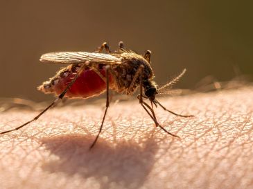 El dengue es una enfermedad viral que transmiten dos especies de mosquitos y puede provocar fiebre, erupciones cutáneas y síntomas potencialmente mortales, como hemorragias. ESPECIAL / CANVA