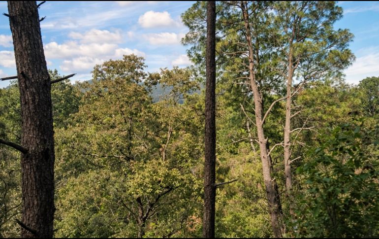 Jalisco es una opción completa para vacacionar: entre playas, la ciudad y los bosques, el Estado tiene alternativas tanto para el descanso como para la aventura. EL INFORMADOR / O. López