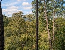 Jalisco es una opción completa para vacacionar: entre playas, la ciudad y los bosques, el Estado tiene alternativas tanto para el descanso como para la aventura. EL INFORMADOR / O. López