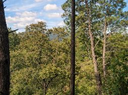 Jalisco es una opción completa para vacacionar: entre playas, la ciudad y los bosques, el Estado tiene alternativas tanto para el descanso como para la aventura. EL INFORMADOR / O. López