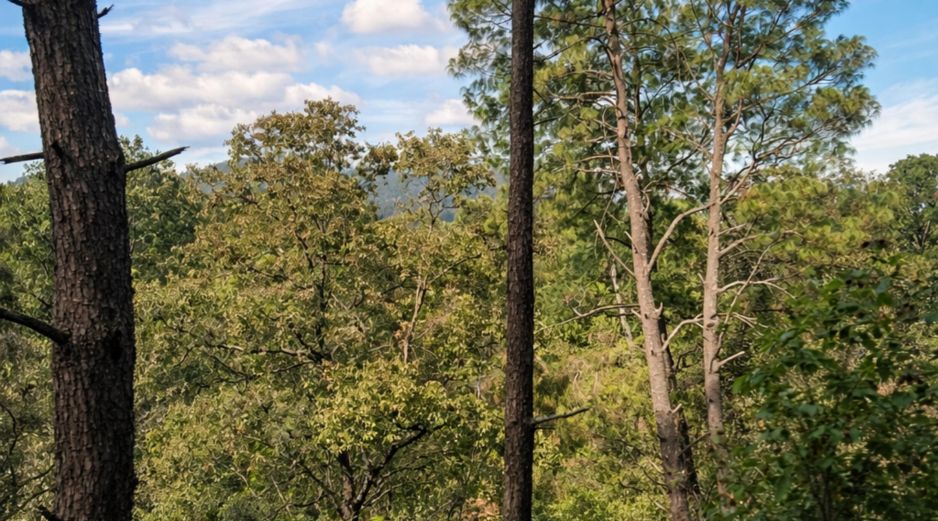 Jalisco es una opción completa para vacacionar: entre playas, la ciudad y los bosques, el Estado tiene alternativas tanto para el descanso como para la aventura. EL INFORMADOR / O. López