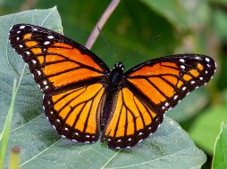 Los bosques proporcionan el refugio térmico necesario para que las mariposas monarcas sobrevivan. UNSPLASH / J. COTTEN