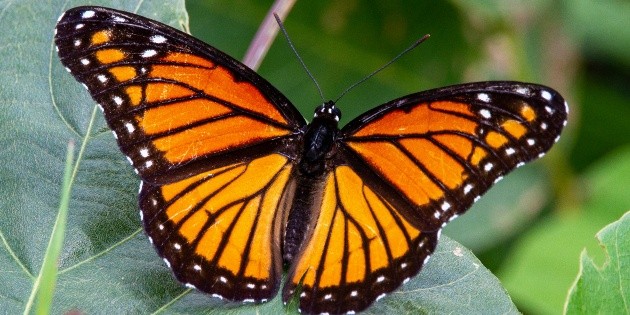 Mariposa monarca: &iquest;Cu&aacute;ndo y en qu&eacute; bosques verla en 2026?