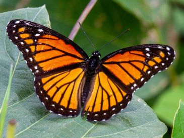 Los bosques proporcionan el refugio térmico necesario para que las mariposas monarcas sobrevivan. UNSPLASH / J. COTTEN