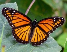 Los bosques proporcionan el refugio térmico necesario para que las mariposas monarcas sobrevivan. UNSPLASH / J. COTTEN