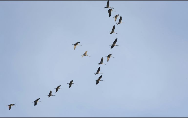 SEO/BirdLife ha anticipado que durante estos días va a centrar su trabajo en el seguimiento y mejora de las resoluciones relacionadas con algunas de las principales amenazas para las aves migratorias. Unsplash