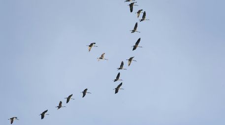 SEO/BirdLife ha anticipado que durante estos días va a centrar su trabajo en el seguimiento y mejora de las resoluciones relacionadas con algunas de las principales amenazas para las aves migratorias. Unsplash