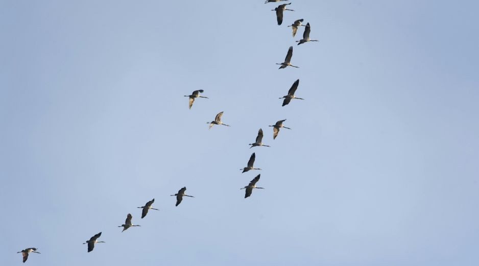 SEO/BirdLife ha anticipado que durante estos días va a centrar su trabajo en el seguimiento y mejora de las resoluciones relacionadas con algunas de las principales amenazas para las aves migratorias. Unsplash