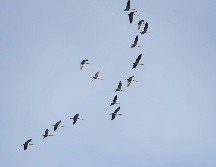 SEO/BirdLife ha anticipado que durante estos días va a centrar su trabajo en el seguimiento y mejora de las resoluciones relacionadas con algunas de las principales amenazas para las aves migratorias. Unsplash