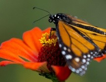 Los ejemplares fueron pesados y medidos para documentar su estado físico general. EFE/