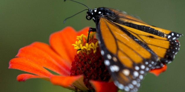 Mariposa monarca: &iquest;Qu&eacute; es el nuevo "Project Monarch" de M&eacute;xico?