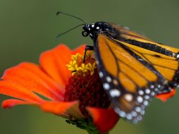 Los ejemplares fueron pesados y medidos para documentar su estado físico general. EFE/
