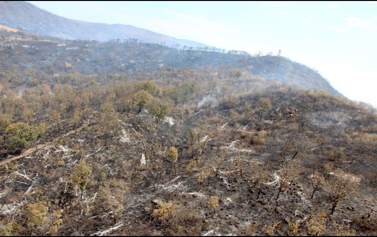 El incendio en La Primavera dejó daños en la vegetación, por lo que expertos continúan evaluando el impacto en el ecosistema. CORTESÍA