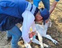 El Gusano Barrenador se alimenta del tejido vivo de los animales. ESPECIAL/SADER