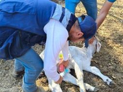 El Gusano Barrenador se alimenta del tejido vivo de los animales. ESPECIAL/SADER