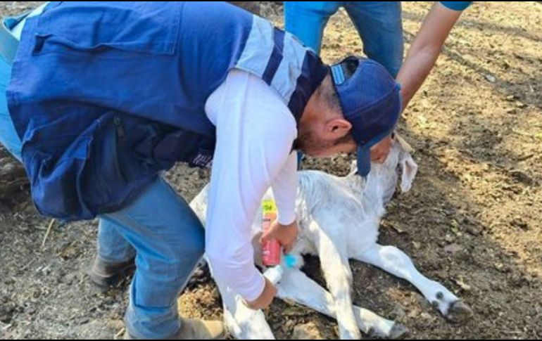 El Gusano Barrenador se alimenta del tejido vivo de los animales. ESPECIAL/SADER
