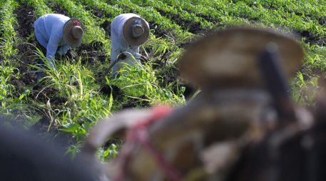 Durante su tradicional conferencia semanal, el gobernador del estado, Rubén Rocha Moya explicó que las negociaciones para la comercialización del maíz con industriales parten de un precio internacional de tres mil 500, más mil pesos de base. EL INFORMADOR / ARCHIVO
