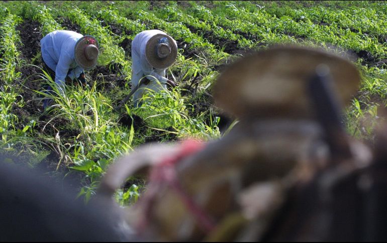 Durante su tradicional conferencia semanal, el gobernador del estado, Rubén Rocha Moya explicó que las negociaciones para la comercialización del maíz con industriales parten de un precio internacional de tres mil 500, más mil pesos de base. EL INFORMADOR / ARCHIVO