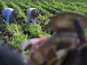 Durante su tradicional conferencia semanal, el gobernador del estado, Rubén Rocha Moya explicó que las negociaciones para la comercialización del maíz con industriales parten de un precio internacional de tres mil 500, más mil pesos de base. EL INFORMADOR / ARCHIVO