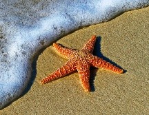 Disfruta de una relajante estadía junto al mar en estas vacaciones de Semana Santa, reservando a través de Liverpool. Unsplash