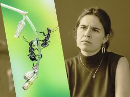 La presencia de estos bichos en casa puede ser un indicador positivo para la energía de tu hogar. UNSPLASH / A. Qourti / D. Bek