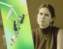 La presencia de estos bichos en casa puede ser un indicador positivo para la energía de tu hogar. UNSPLASH / A. Qourti / D. Bek