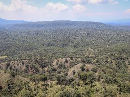 El Bosque La Primavera fue decretado como Área Natural Protegida hace 46 años. EL INFORMADOR / ARCHIVO