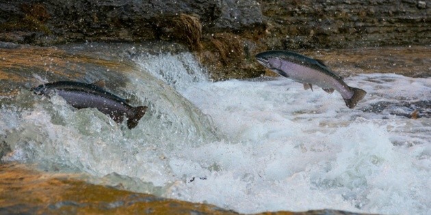Alertan sobre la disminuci&oacute;n de peces migratorios de agua dulce