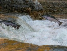 Ese hecho amenaza ecosistemas, la pesca y la vida de cientos de millones de personas. UNSPLASH / BRANDON