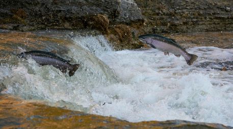 Ese hecho amenaza ecosistemas, la pesca y la vida de cientos de millones de personas. UNSPLASH / BRANDON