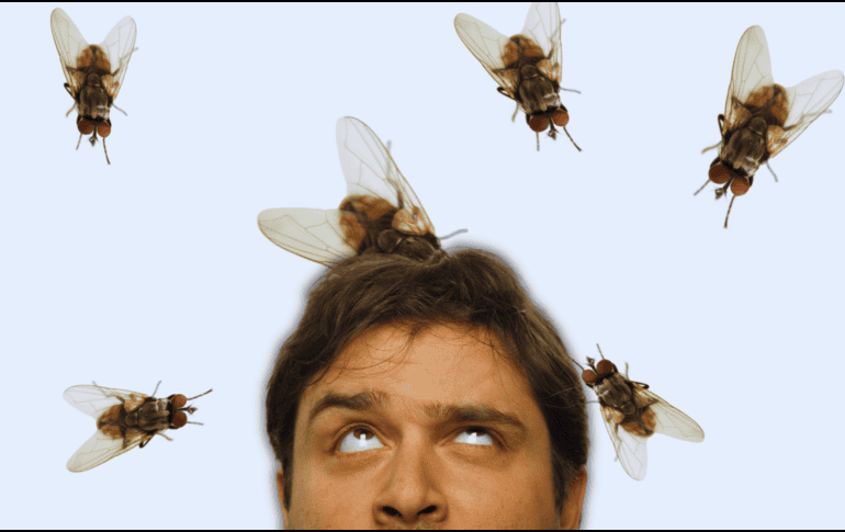 Las moscas suelen acercarse a lugares donde encuentran comida, humedad o materia orgánica en descomposición. ESPECIAL / CANVA