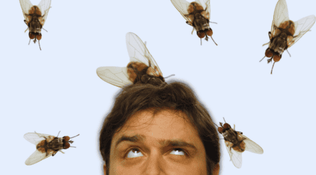 Las moscas suelen acercarse a lugares donde encuentran comida, humedad o materia orgánica en descomposición. ESPECIAL / CANVA