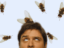 Las moscas suelen acercarse a lugares donde encuentran comida, humedad o materia orgánica en descomposición. ESPECIAL / CANVA