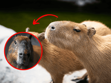 Especialistas indicaron que, aunque el capibara ha mostrado signos de mejoría, su estado sigue delicado. CANVA/AFP