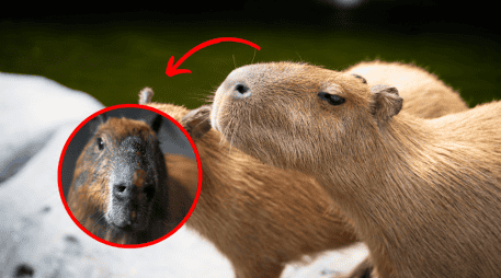 Especialistas indicaron que, aunque el capibara ha mostrado signos de mejoría, su estado sigue delicado. CANVA/AFP