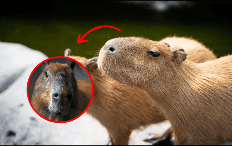 Especialistas indicaron que, aunque el capibara ha mostrado signos de mejoría, su estado sigue delicado. CANVA/AFP