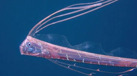 El Florida Museum of Natural History, los encuentros con peces remo vivos son 