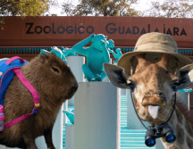 Si planeas aprovechar este curso único para tus niños, te recordamos que el Zoológico Guadalajara se encuentra muy cerca de la Barranca de Huentitán. ESPECIAL/ EL INFORMADOR/ ARCHIVO/ Unsplash
