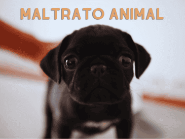 Se estima que siete de cada 10 animales domésticos en México son víctimas de alguna forma de maltrato. EL INFORMDOR / ARCHIVO