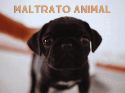 Se estima que siete de cada 10 animales domésticos en México son víctimas de alguna forma de maltrato. EL INFORMDOR / ARCHIVO