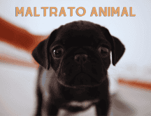 Se estima que siete de cada 10 animales domésticos en México son víctimas de alguna forma de maltrato. EL INFORMDOR / ARCHIVO