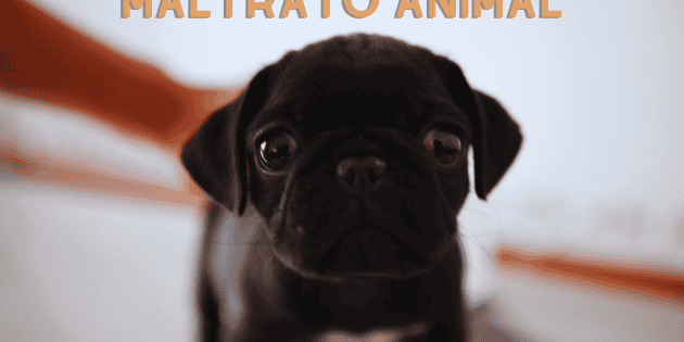 CDMX: Iniciativa plantea perder patria potestad por maltrato animal