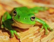 Según datos de Inabio, Ecuador es uno de los 20 países más biodiversos del mundo. UNSPLASH / D. CLODE