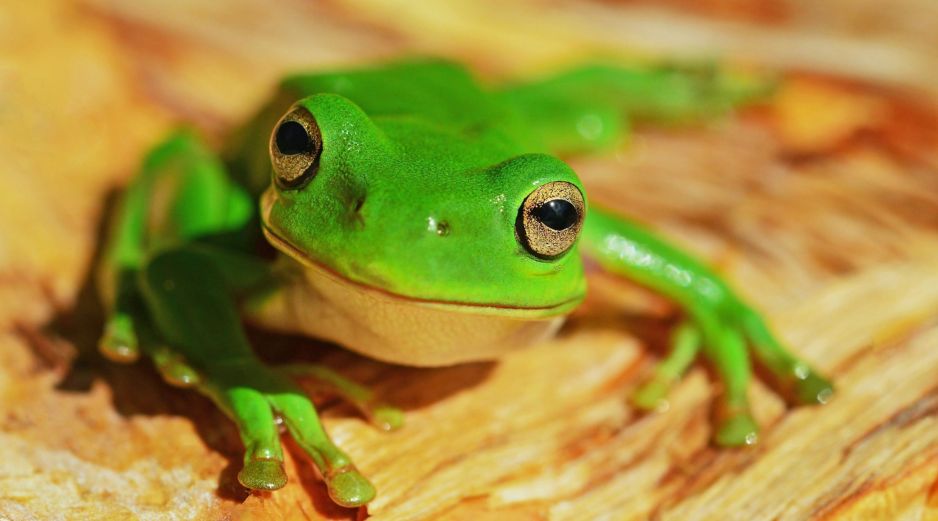 Según datos de Inabio, Ecuador es uno de los 20 países más biodiversos del mundo. UNSPLASH / D. CLODE