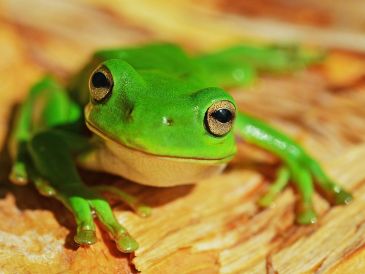 Según datos de Inabio, Ecuador es uno de los 20 países más biodiversos del mundo. UNSPLASH / D. CLODE